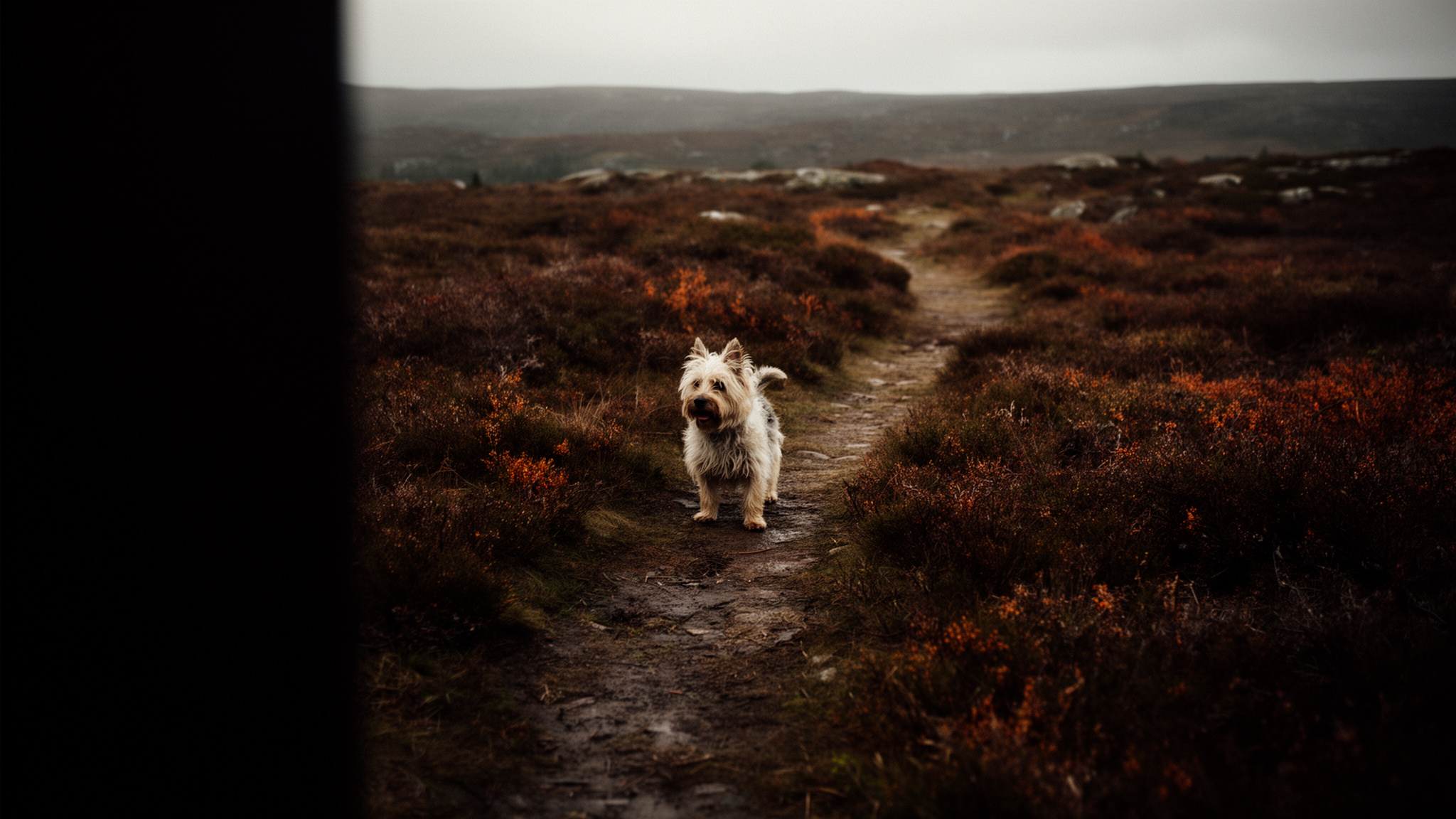 Cairn terrier på heden i aftensol